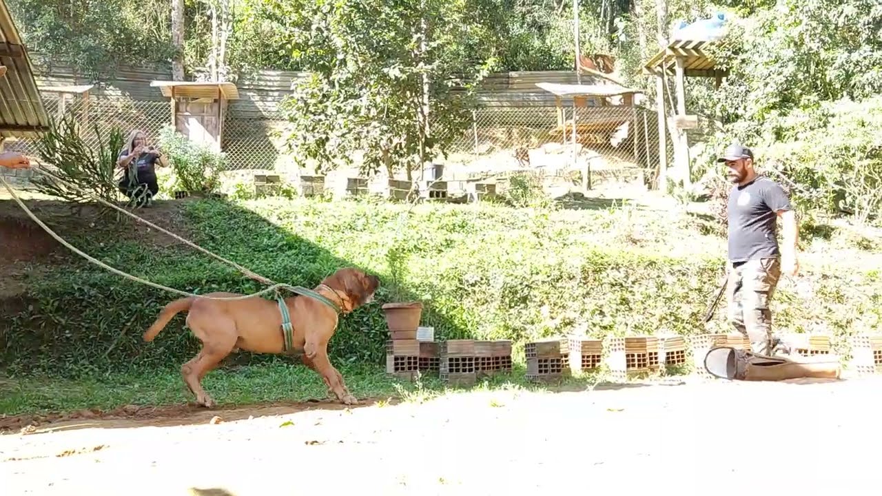 FILA BRASILEIRO! Aganjú figuração @canilespindolazeggio4916 #cãodeguarda #caofuncional