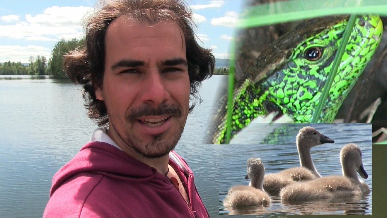 Vlog #16 - Die Tierwelt rund um den Riedsee Donaueschingen