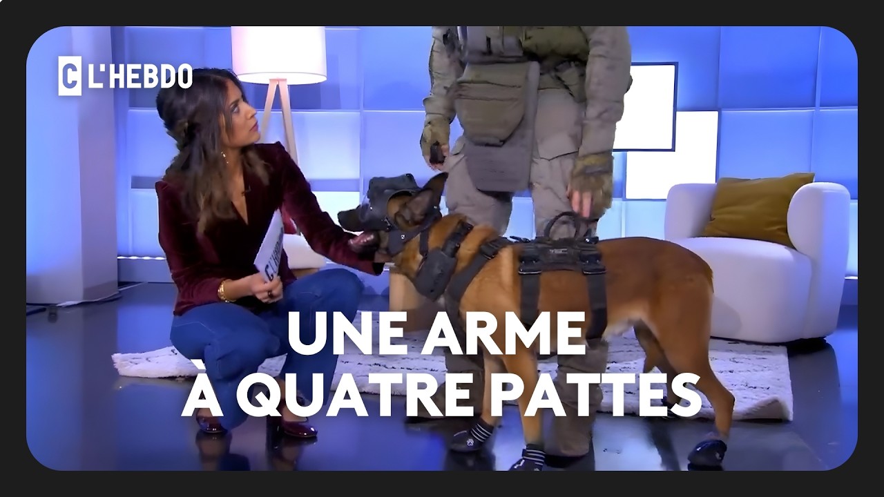 GIGN : Un chien d’assaut en pleine démonstration