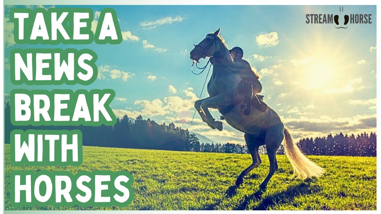 Still Watching the News? 🛑🐎 Give Yourself 10 Minutes of Horses and Nature Instead