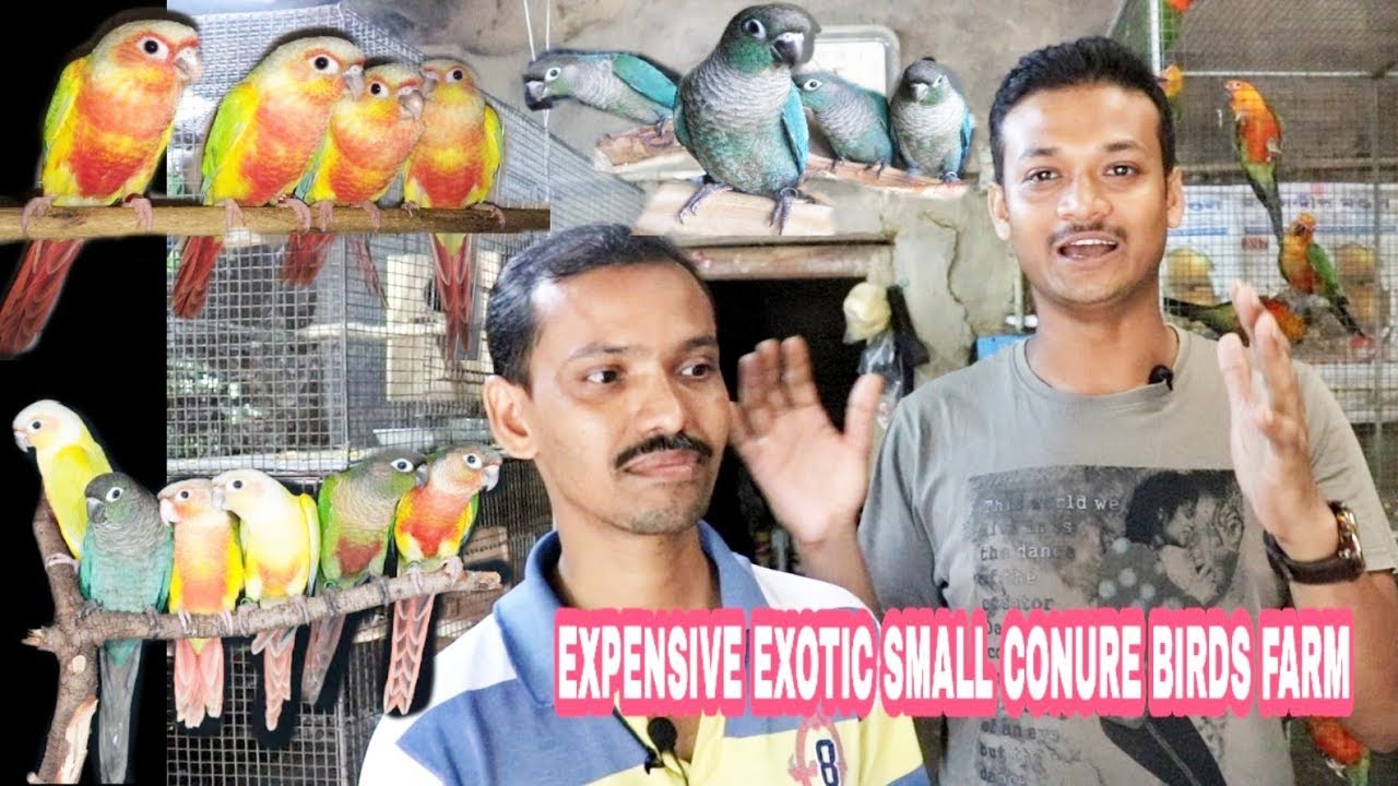 Indian Largest Small Conure Birds Breeding Farm / Information & Verity of Small Conure Birds