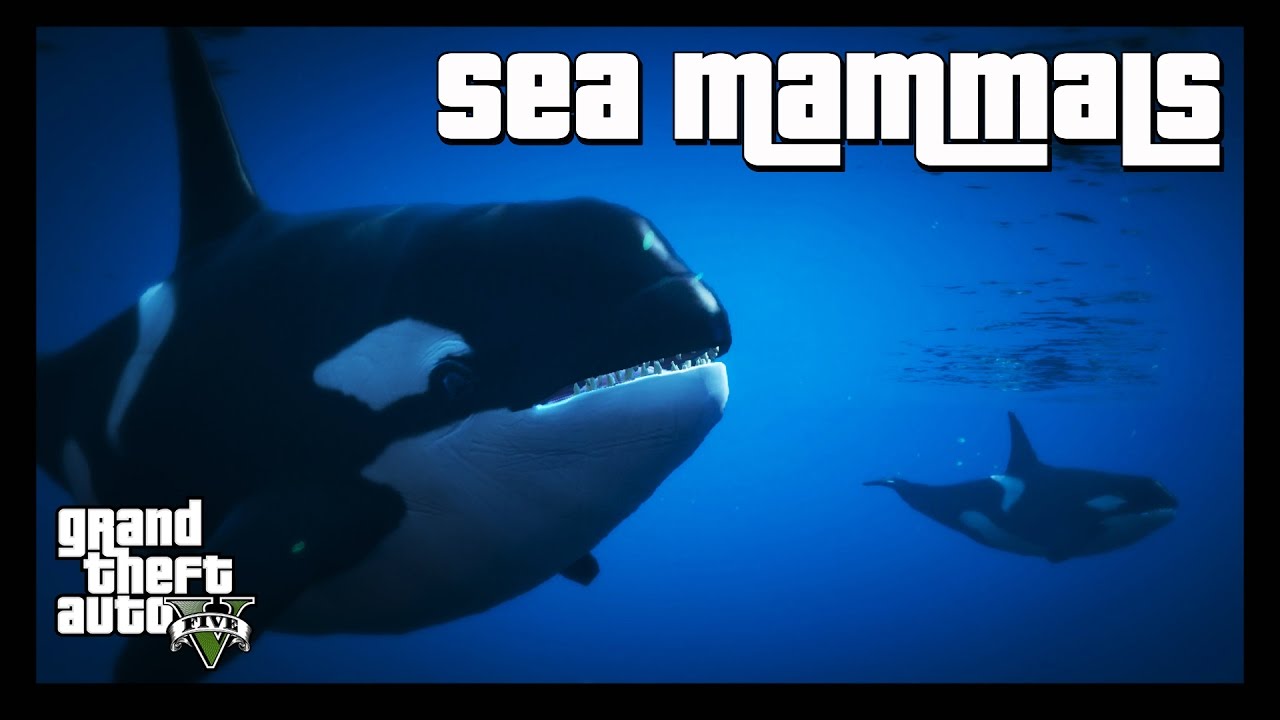 GTA 5 Wildlife Documentary | Sea Mammals