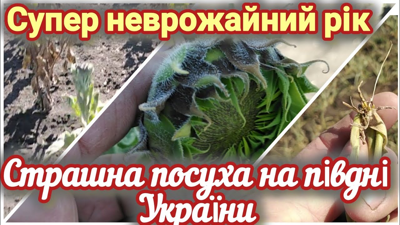 11.07.25. Згоріло все соняшник, кукурудза та просо. Супер неврожайний рік. 😢