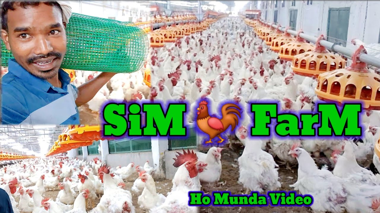 Sim 🐓Aanda Halang ll Ho Munda Vlog Video ll Madhu Tiriya