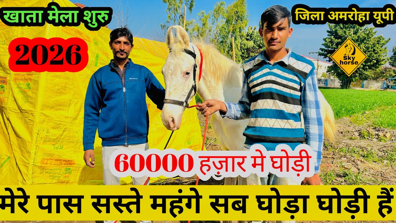सस्ते घोड़ा 🐎 घोड़ी हम से ख़रीदो 60 हज़ार में घोड़ी | #khatamelaamroha