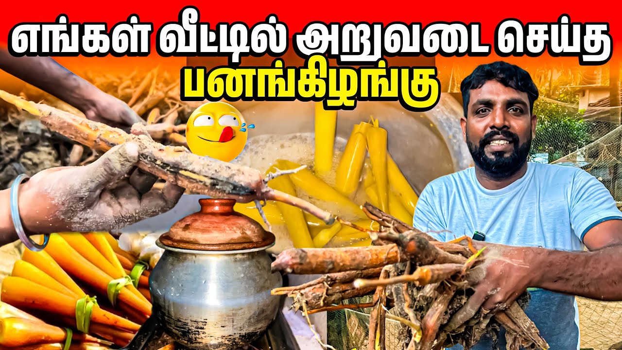 ருசியான பனங்கிழங்கு அறுவடை | PALMYRA SPROUT | Harvesting | Linga Village View