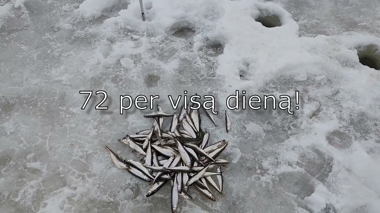 Kiaulės Nugara