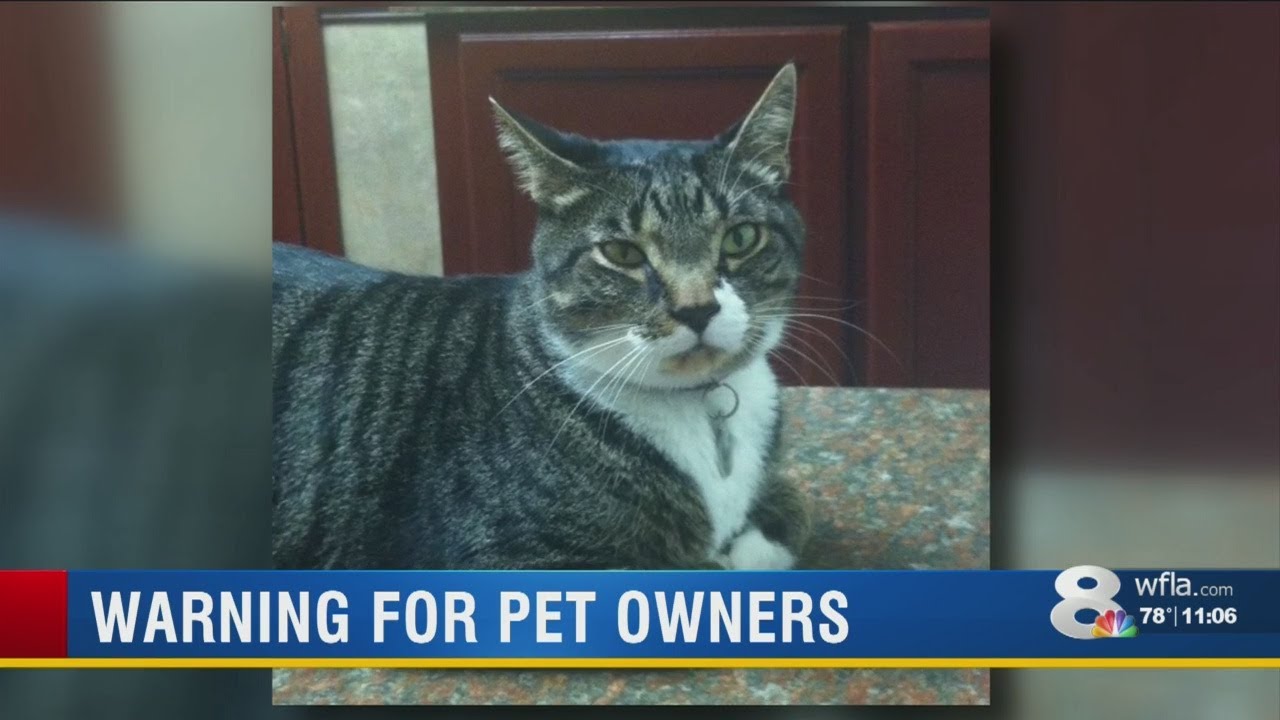 Cat Killed
