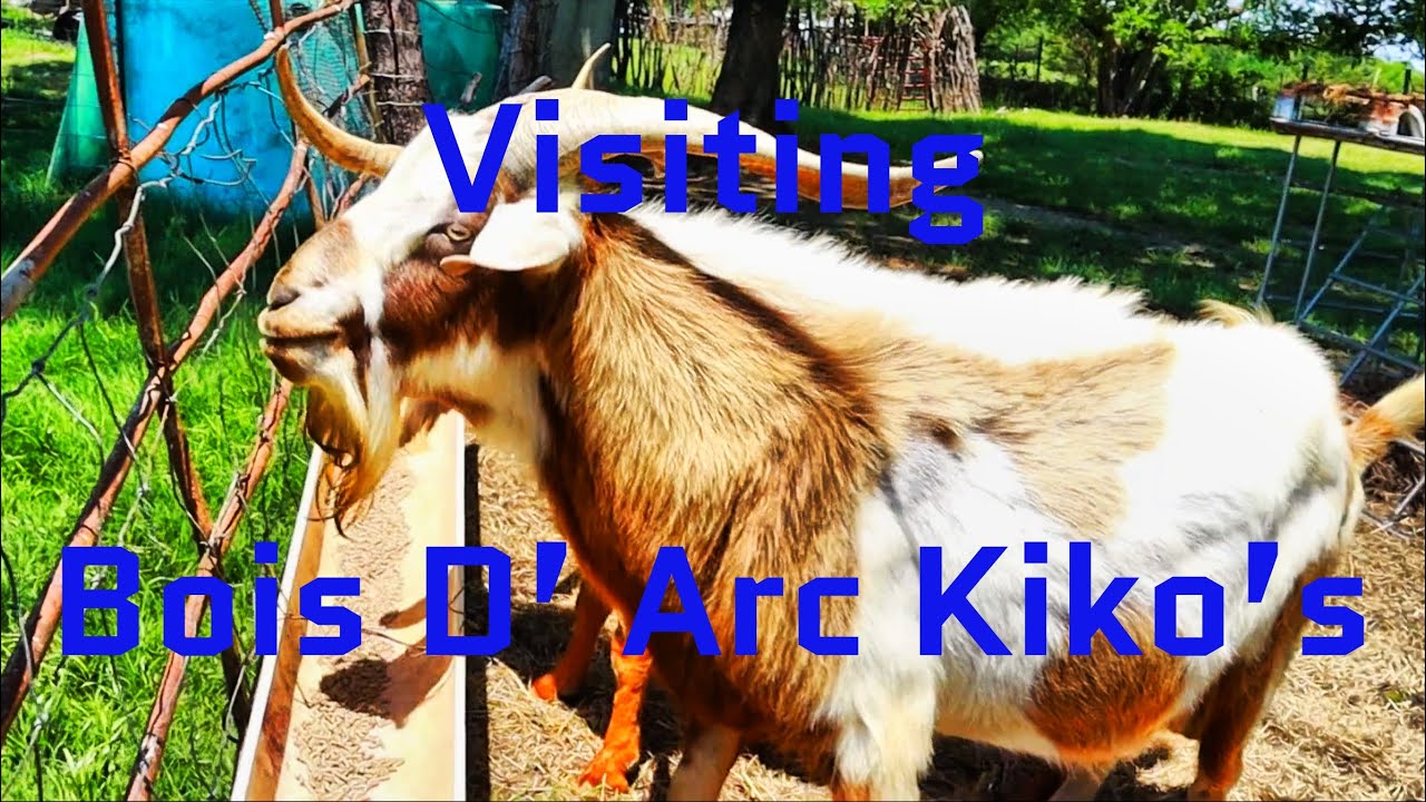 Bois D’ Arc Kiko Visit! // New Kiko Herd Sire For Brown Family Ranch