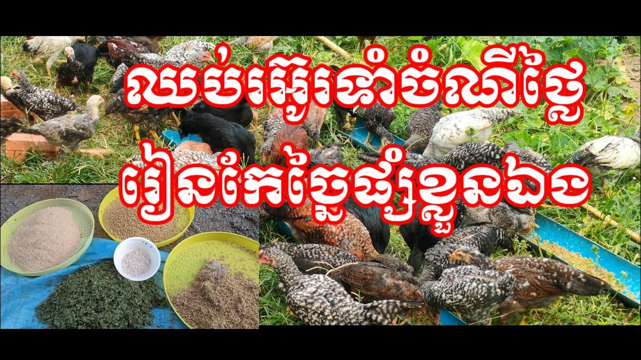 កសិកម្មមាន់: ឈប់រអ៊ូចំណីថ្លៃទៅ រៀនផ្សំខ្លួនឯង ចំណេញលុយ