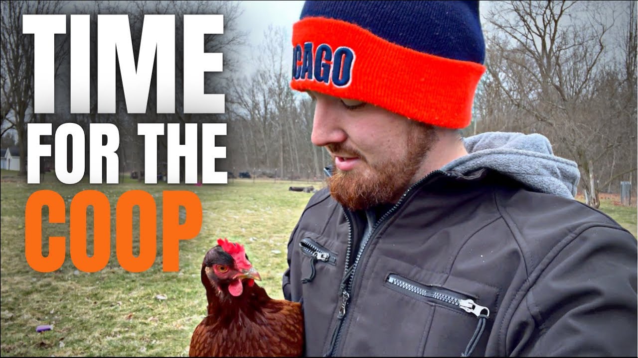 Moving Chickens into the Chicken Coop For The First Time!