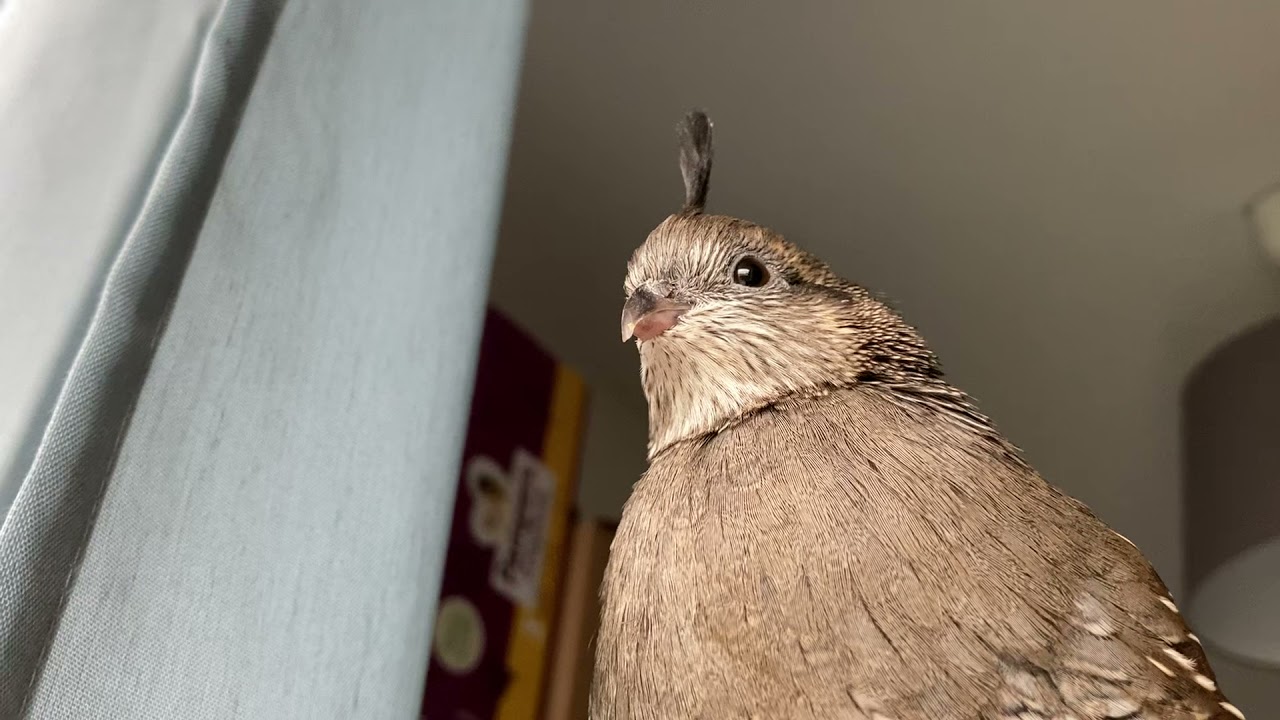 My pet female California quail Quasi is very relaxed on my hand!