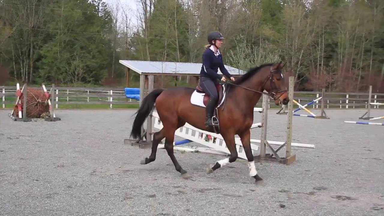 Cormorant (Cormint x Alexis Z)