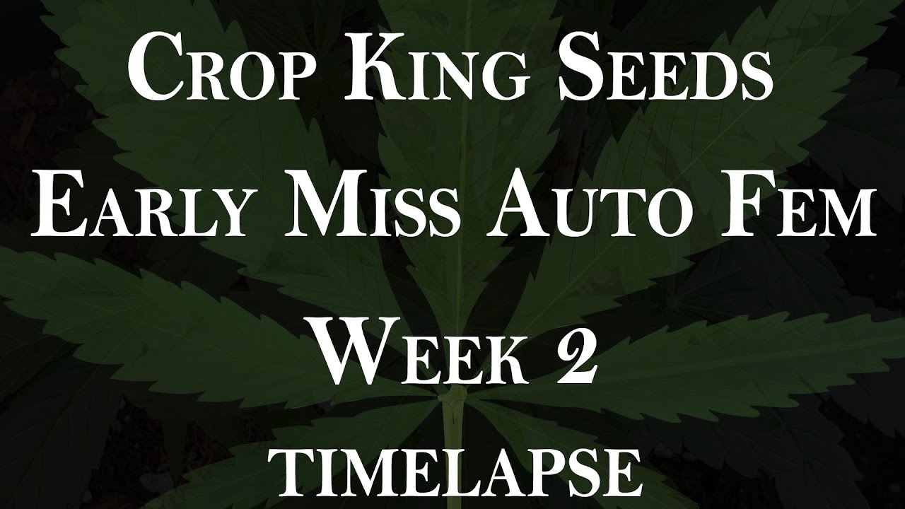 Early Miss Auto - Grow time lapse - Week 2 - 'fast' version