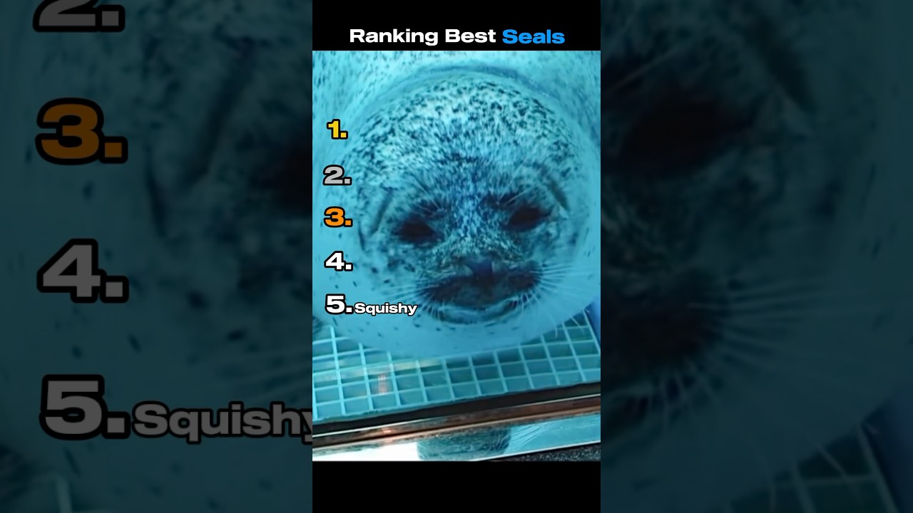 Ranking Best Seals #funnyanimals #ranking #seal #animals