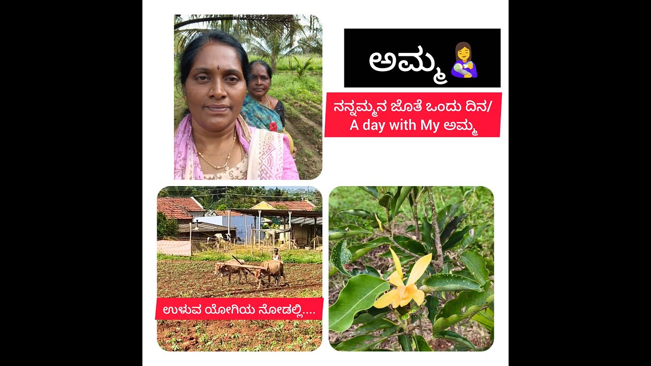 🌴🌳ನಮ್ಮ ಹಳ್ಳಿಯ ಸೊಗಡ ಸವಿಯುವ ಬನ್ನಿ🌴🌳| ನನ್ನಮ್ಮ ನೊಂದಿಗೆ ನಮ್ಮ ಜಮೀನಿಗೆ ಹೋಗುವ ಬನ್ನಿ,🐂🧺....