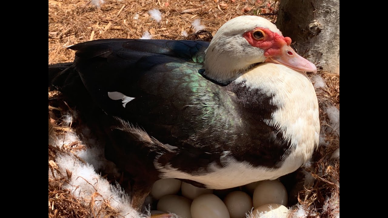 LIVE - Duck Watch 2020 - STAY ON YOUR NEST PEOPLE !