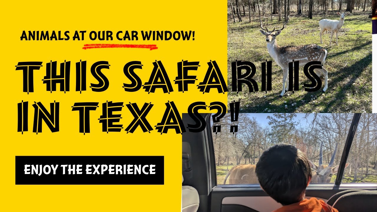 Aggieland Safari FAMILY VLOG - DriveThru Safari 🚗 + WalkThrough Zoo 🦒 Animal Adventure in Bryan, TX!