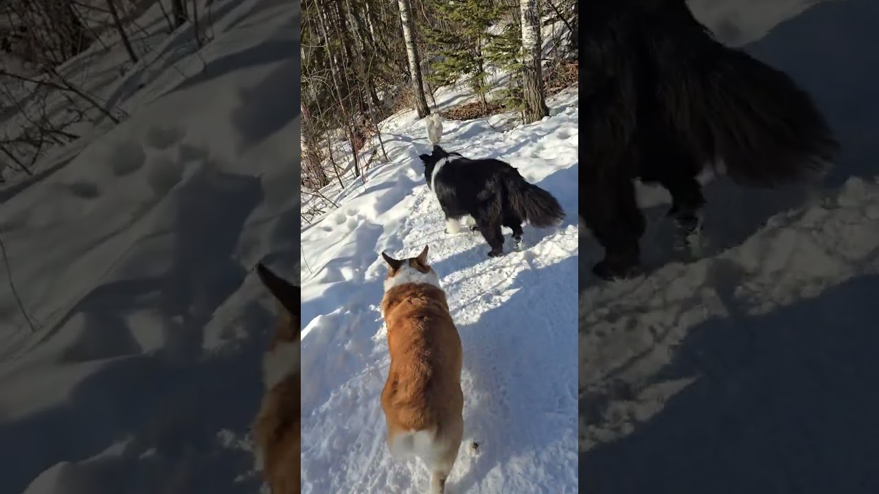 2. Thursday's Pack Park Excursion with Chewy, Milo, Lucy, Penny, Pepe, Maya & Rue 