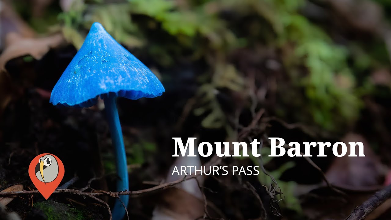 Mt Barron in Arthur's Pass National Park