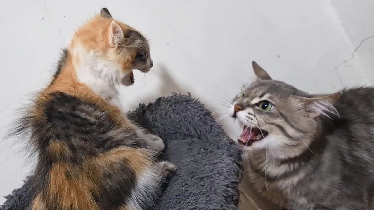 Dad Cat scared and hissing at his Kitten when meeting for the first time