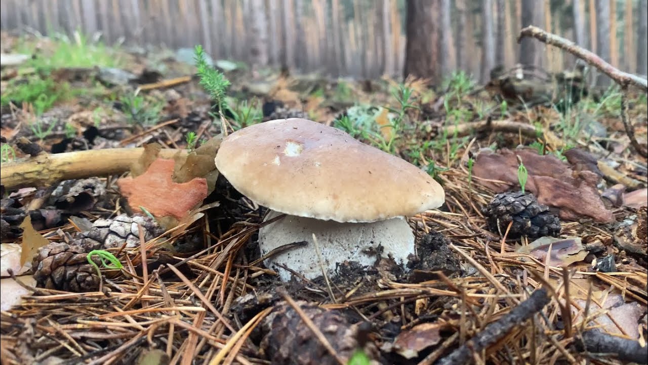 BOLETUS EDULIS Y PINICOLA en La Rioja a 11 de junio de 2023