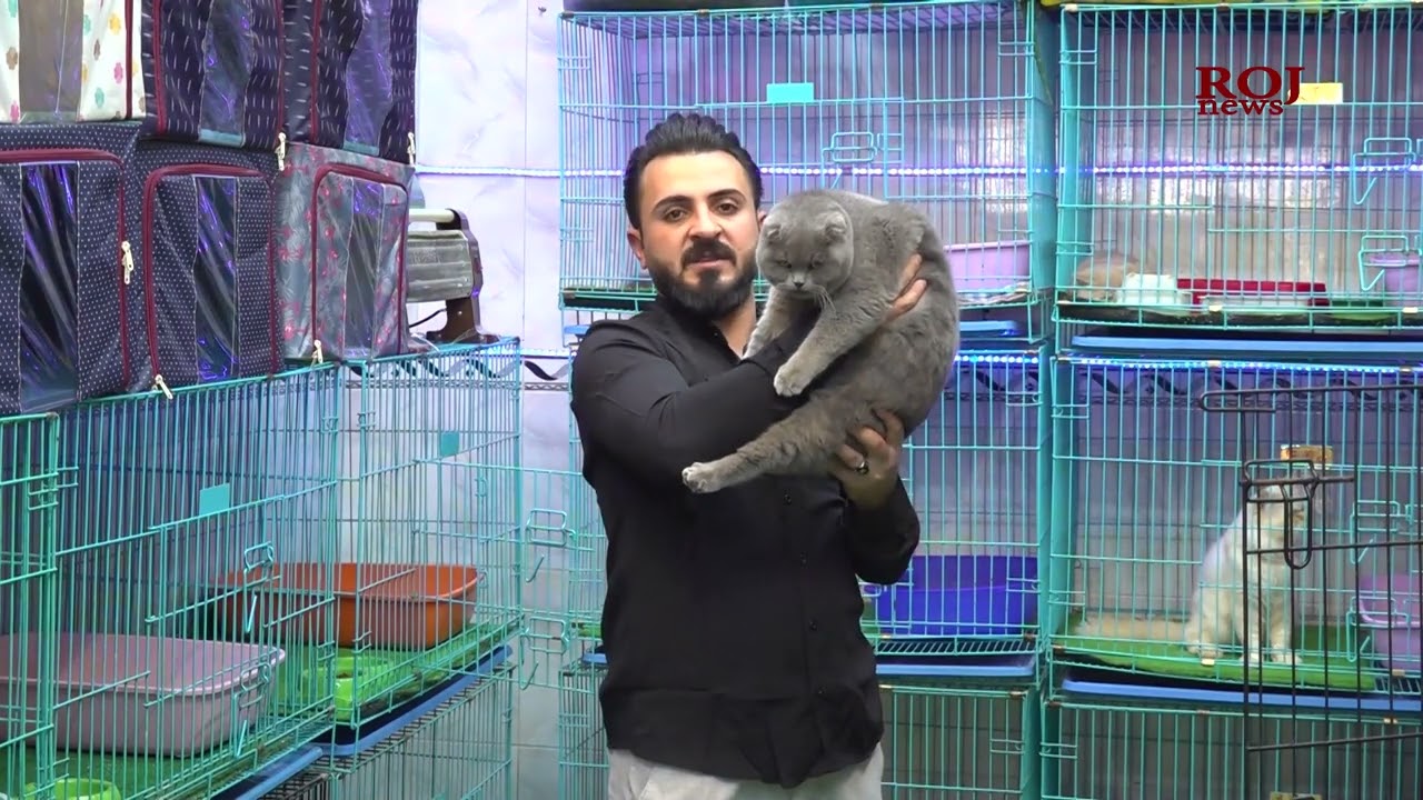 خواست لەسەر بەخێوکردنی پشیلە زیادی کردووە