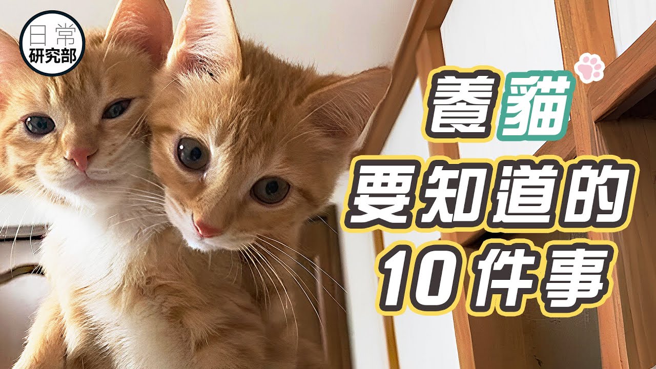 你是個稱職貓奴嗎？｜養貓其實不易！