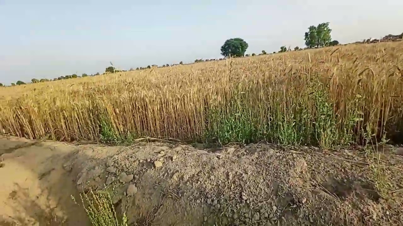 4 लाखों रुपए प्रति बीघा सामान्य केटेगरी की कमांड जमीन बिकाऊ गंगानगर जिले की 50 बीघा इकट्ठे