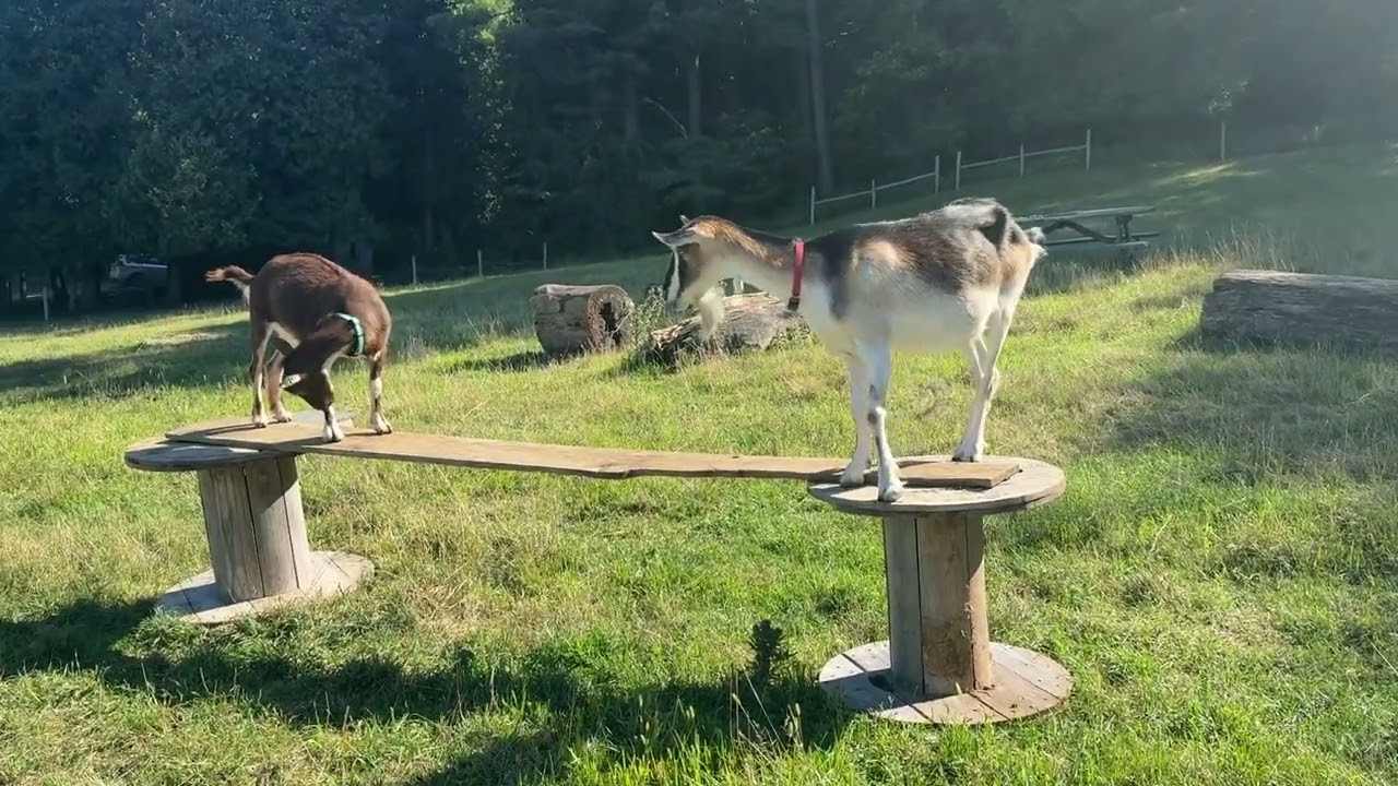 Dairy Goat at Shelburne Farms in Vermont
