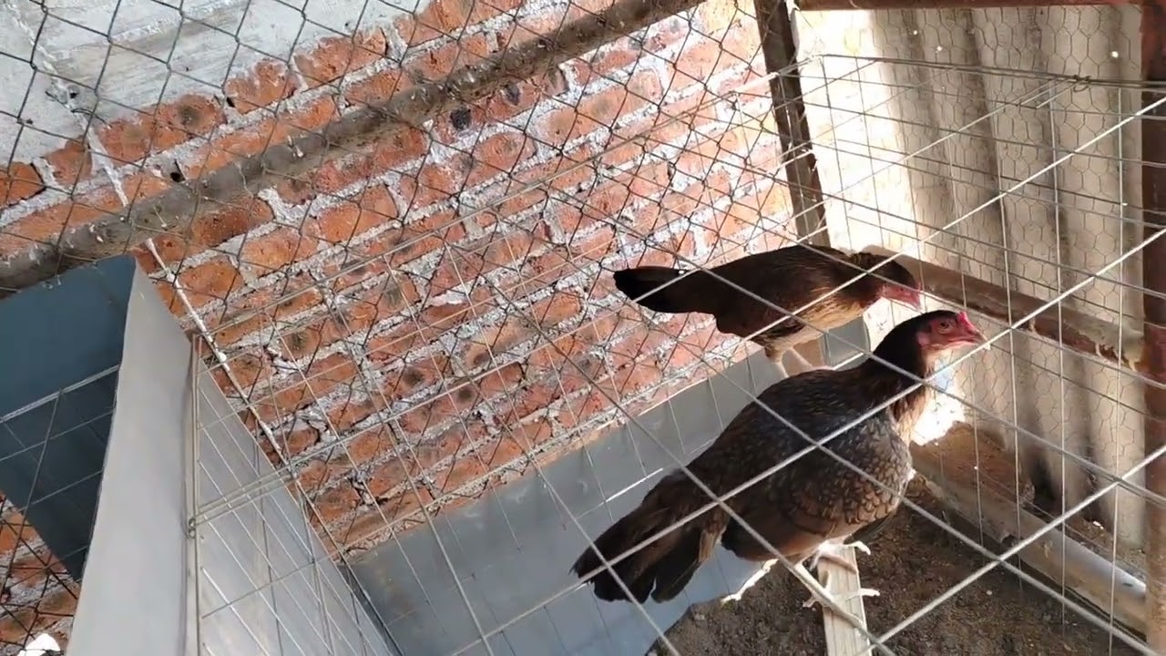 Último video de este año | Nos llegaron nuevos kikirikis al criadero | Rancho MM 🐓