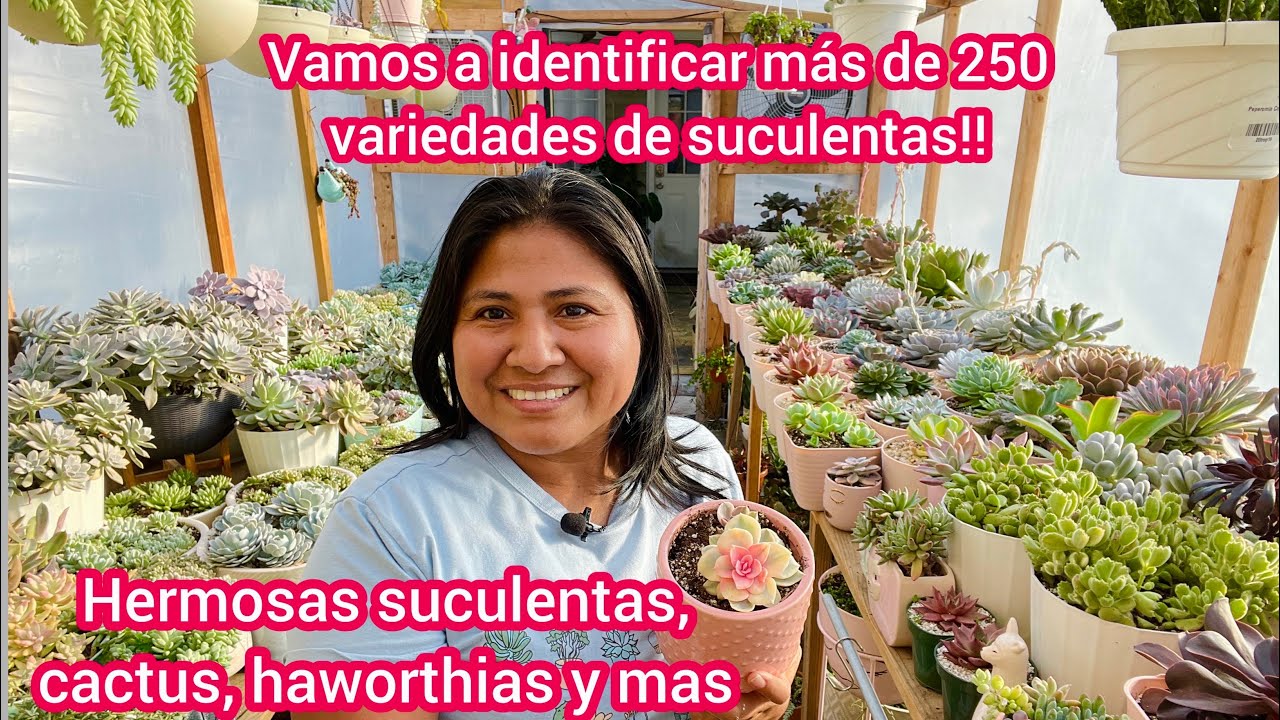 Hermosa colecci&oacute;n de Suculentas m&aacute;s de 250 variedades