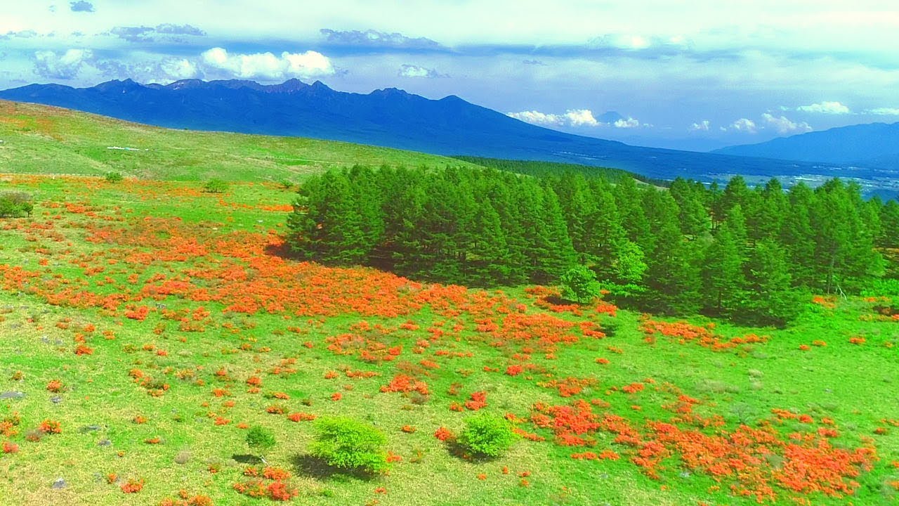 4K映像 絶景ドローン空撮「初夏のビーナスライン レンゲツツジ＆コバイケイソウ 霧ヶ峰高原」日本の美しい四季 長野県諏訪市 6月下旬 自然風景