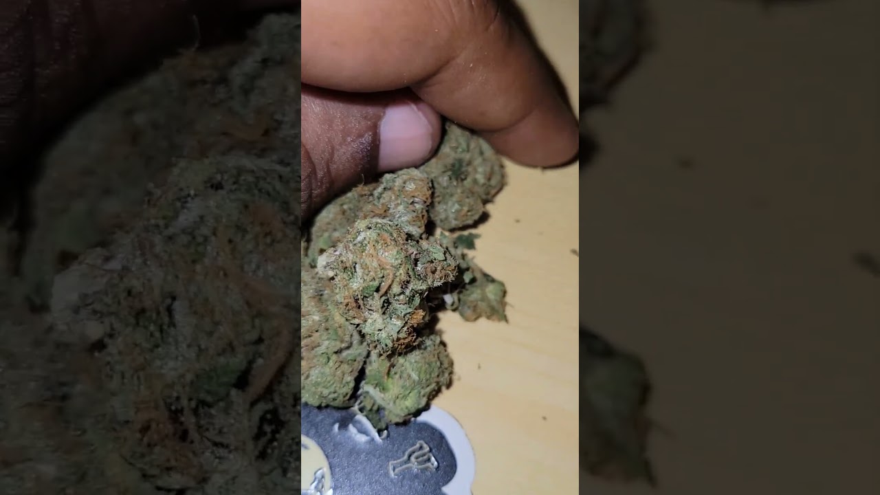 Mega Z Blue cultivated by Super Dope x Ted's Budz