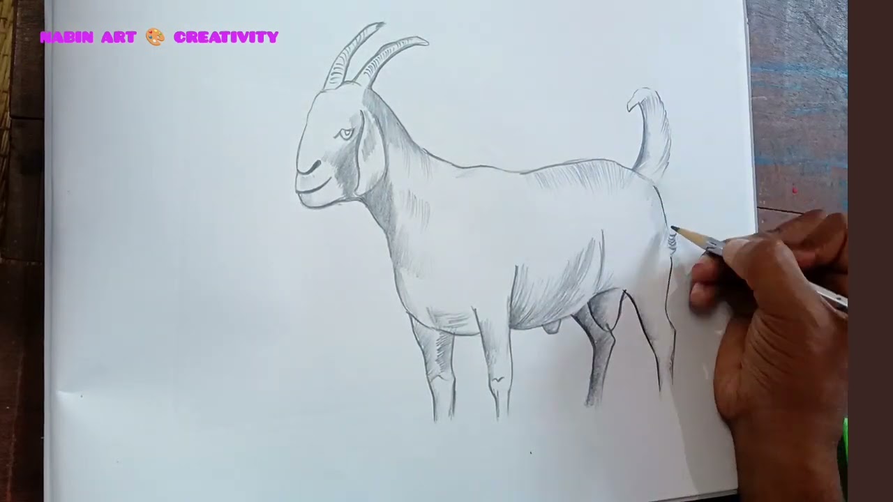 Goat Drawing Tutorial Step By Step 