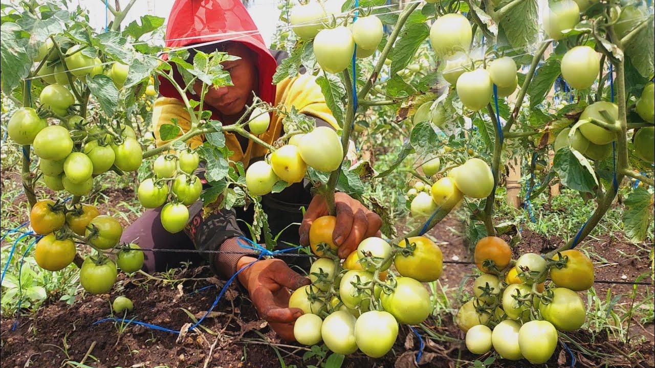 Mga Paraan at Dapat Gawin para Dumami ang Bunga ng Kamatis