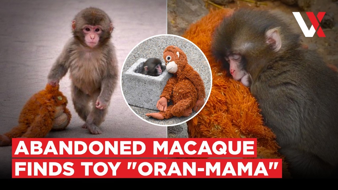 From Rejection To Viral Love | Baby Monkey Hugs Plush 