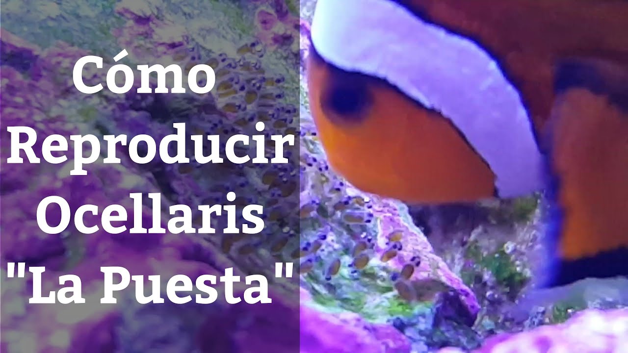 🔵 Como Reproducir Ocellaris 