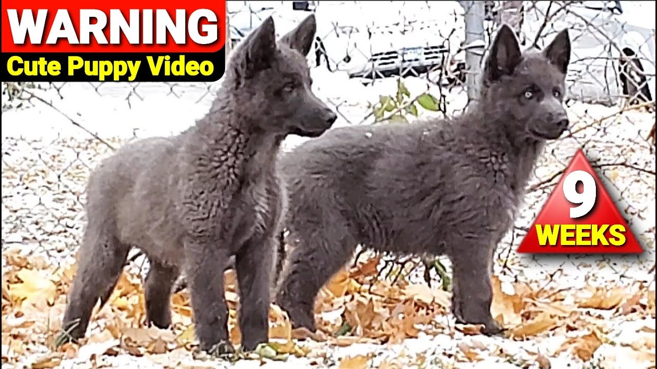 9 Week Puppies Playing in Snow & Leaves