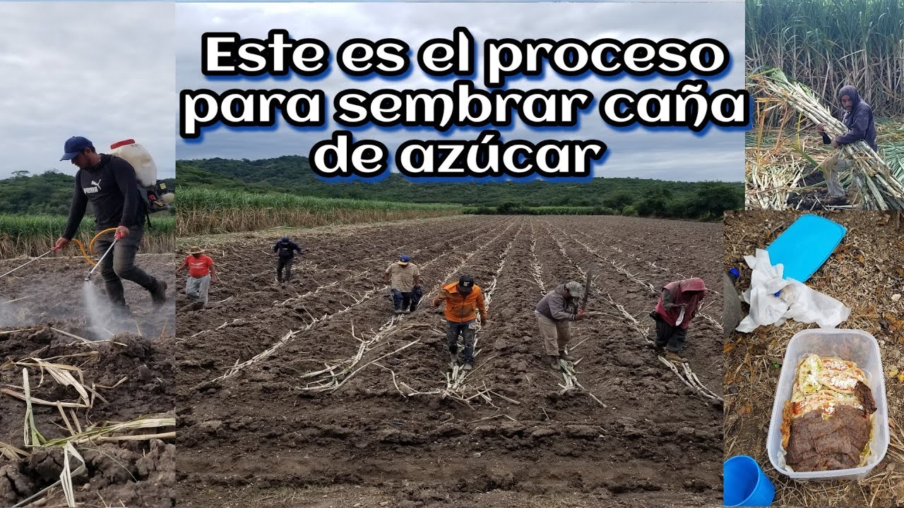 ESTE ES EL PROCESO PARA SEMBRAR CAÑA DE AZÚCAR