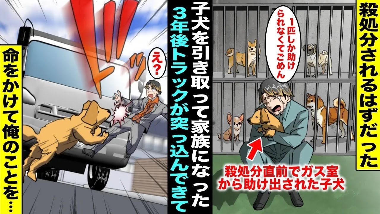 【漫画】殺処分されるはずだった子犬を引き取って育てることにした俺…３年後、俺と愛犬が日課の散歩中に俺にトラックが突っ込んでくると愛犬が俺に体当たりして助けてくれたのだが・・・【感動シリーズ】
