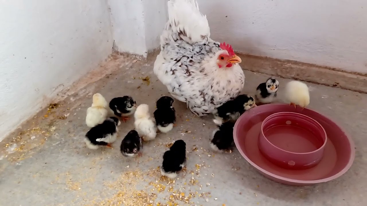 Nova ninhada de Nagasaki - Nagazakis do Adriano Sarmento