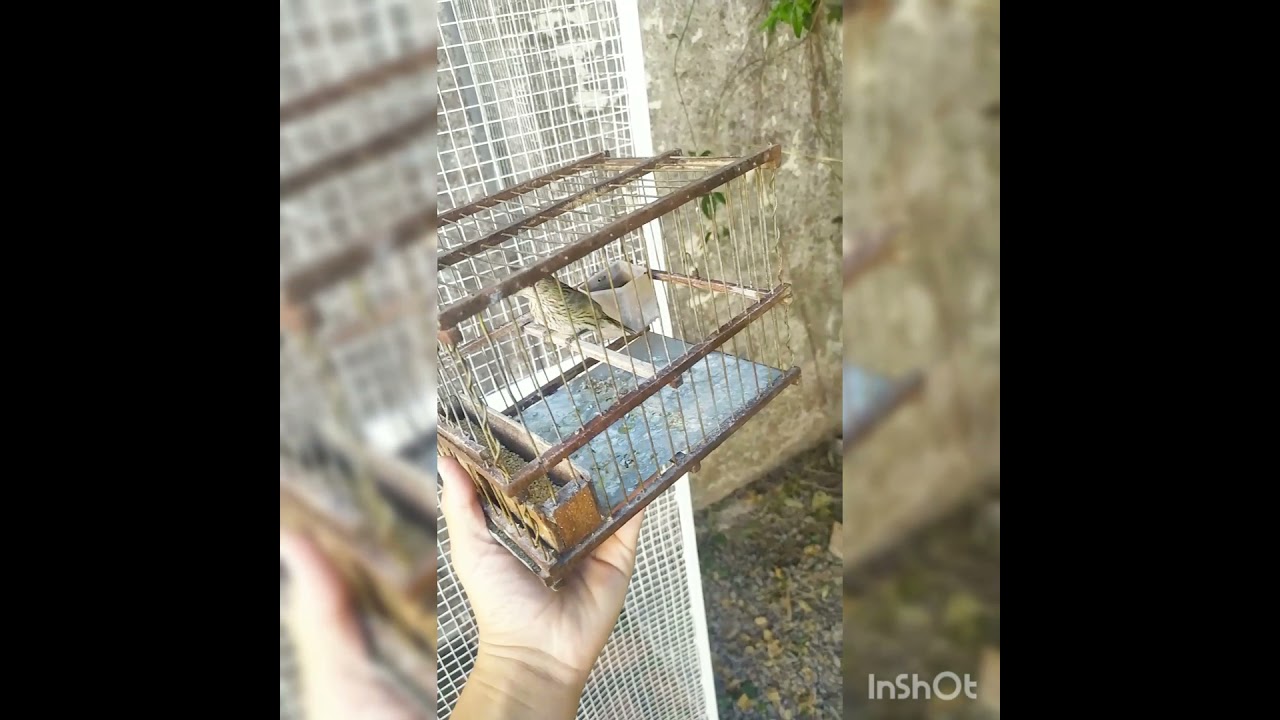 cómo amansar un pájaro con yo lo ago