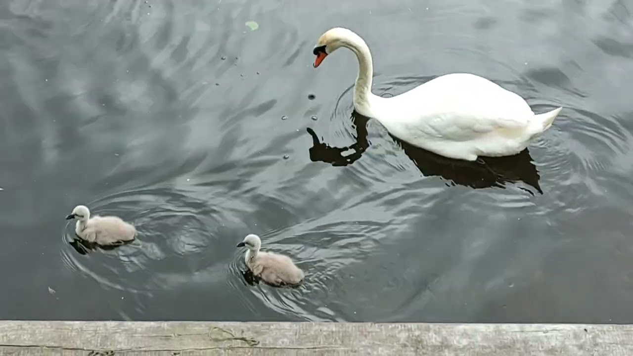 28. maj 2024 Lille N&aelig;stved - &Aring;stien (Sus&aring;leden)
