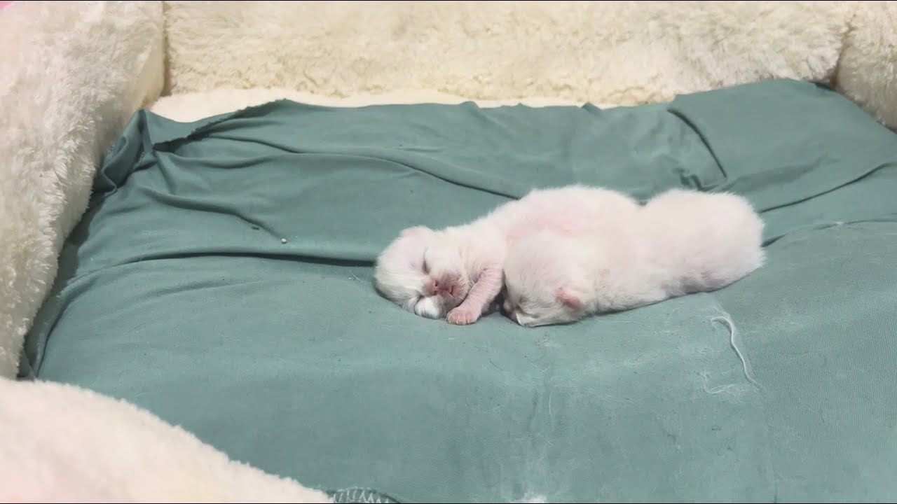 Cute Cats And Kittens Playing