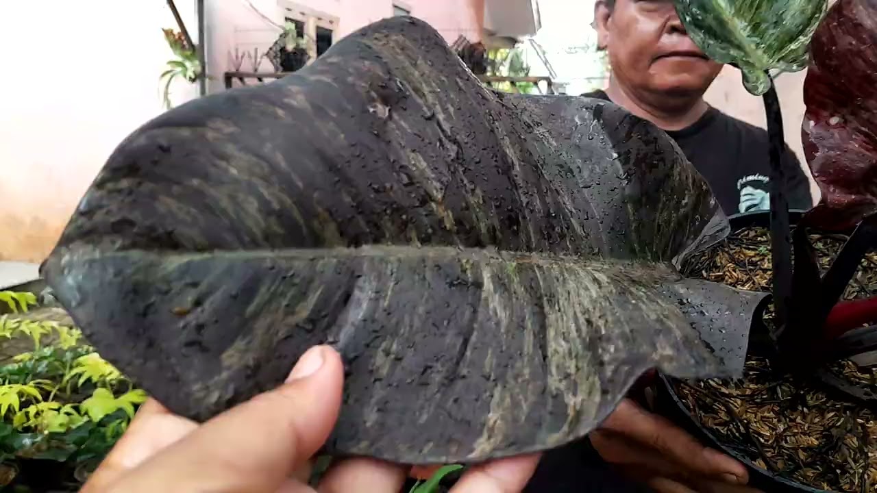 Kita tengok koleksian pak.ismail di tangsel yu.. banyaak yang unik unik