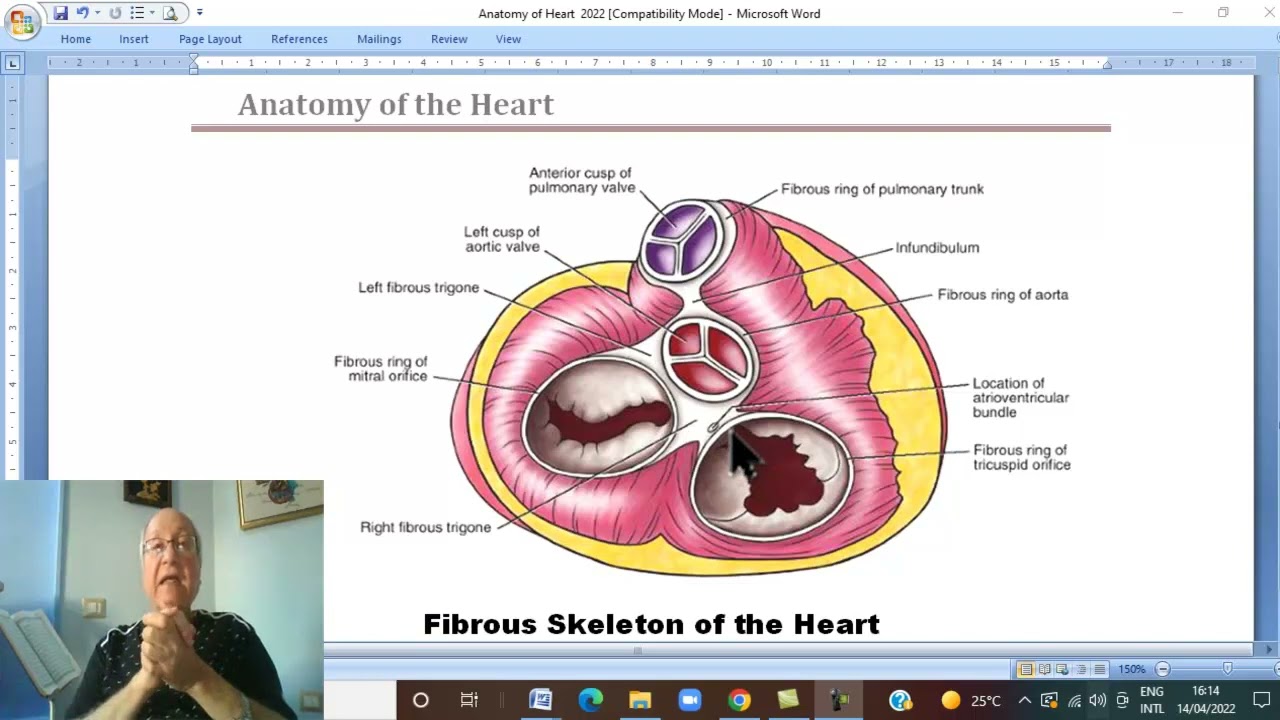 Anatomy CVS  Module  in Arabic 6  ( Fibrous skeleton of the heart ) ,  by Dr, Wahdan