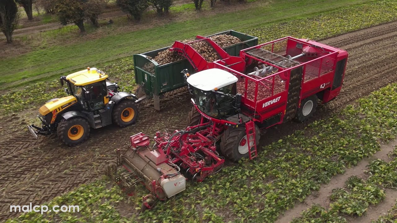 Harvest 2022: Sugar beet harvesting with Forrest Farm's Vervaet Q-616 in Bramford