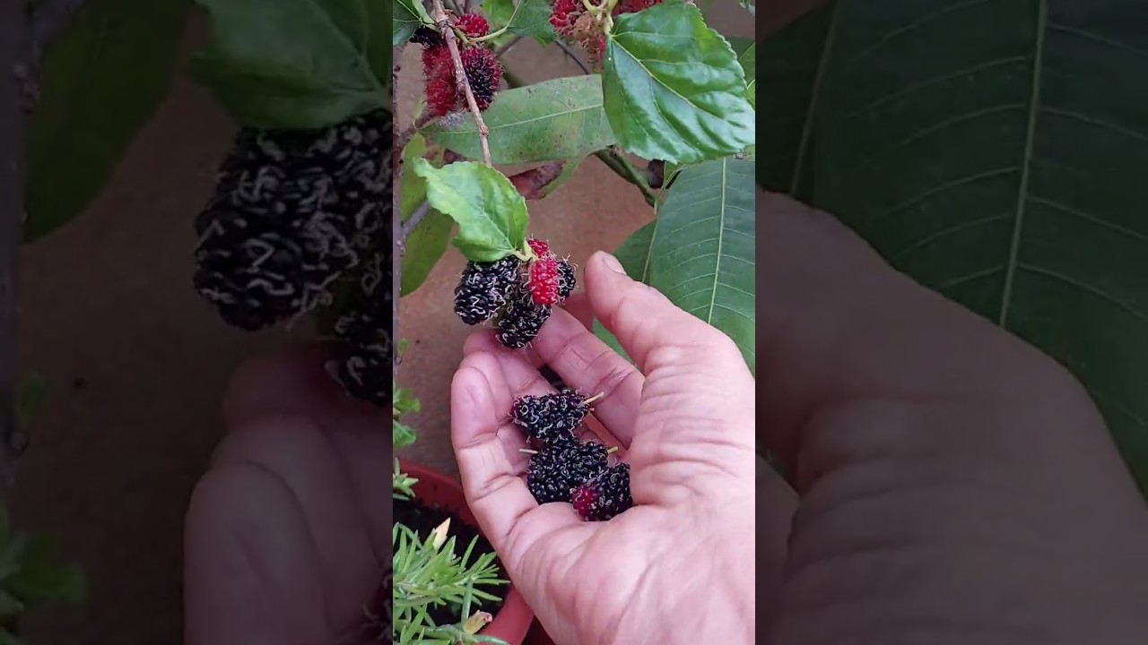 Mulberry fruits! 