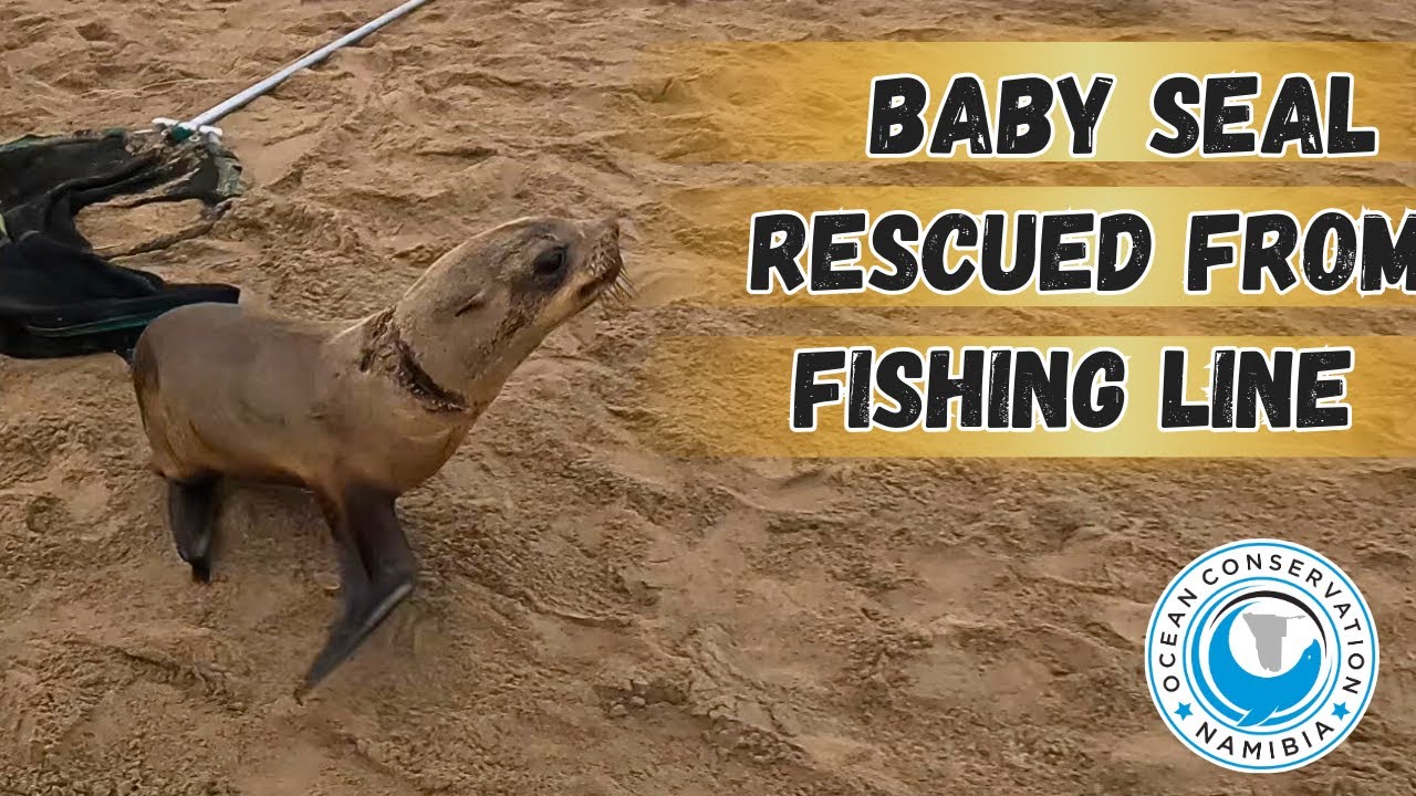 Baby Seal Rescued From Fishing Line
